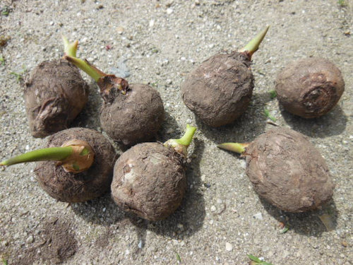 260518satoimo.jpg