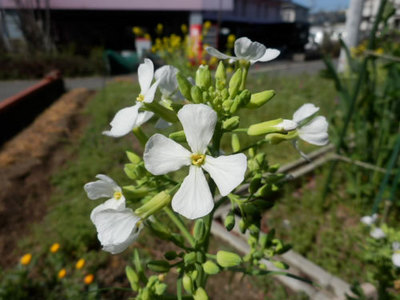 三浦大根の花