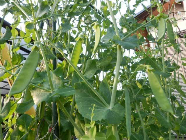日本絹莢豌豆 ツタンカーメンの黒いエンドウ 栽培記録 気ままに家庭菜園とマクロビオティック